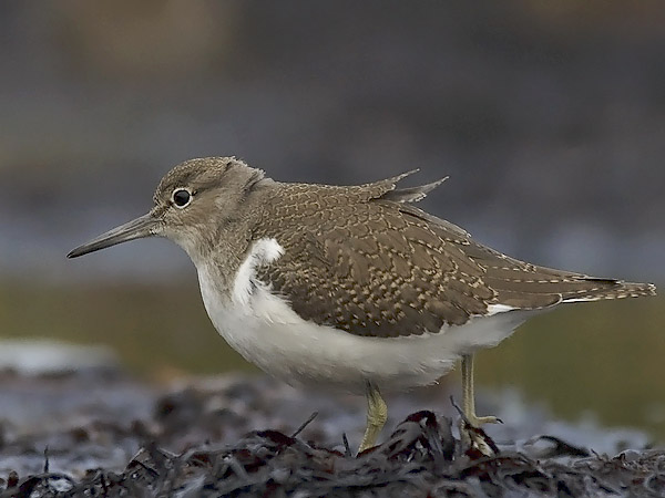 Rantasipi, Common Sandpiper, Actitis hypoleucos